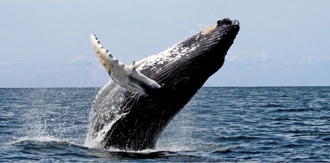 Apa Itu Paus Baleen, Kenalan Dulu!!